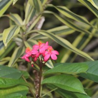 Jatropha integerrima Jacq.